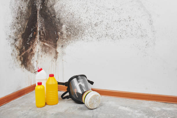 Best Basement Mold Remediation in Wyandotte, MI