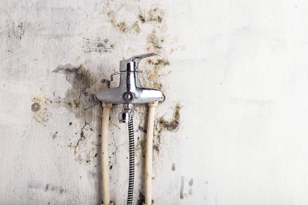  Wyandotte, MI Mold Removal Pros