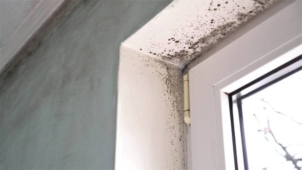 Best Residential Mold Remediation in Wyandotte, MI