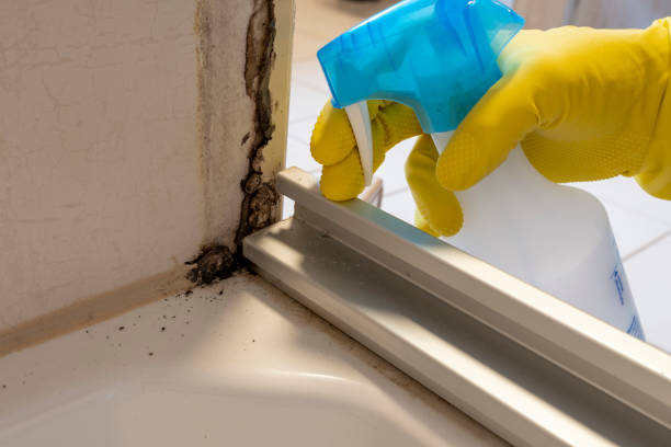 Best Localized Mold Remediation (e.g., coastal areas, humid climates) in Wyandotte, MI