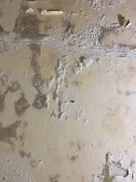 Best Bathroom Mold Remediation in Wyandotte, MI