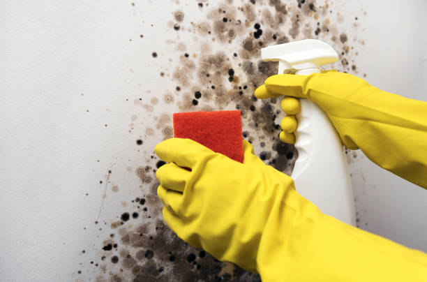 Best Health and Safety Mold Remediation in Wyandotte, MI
