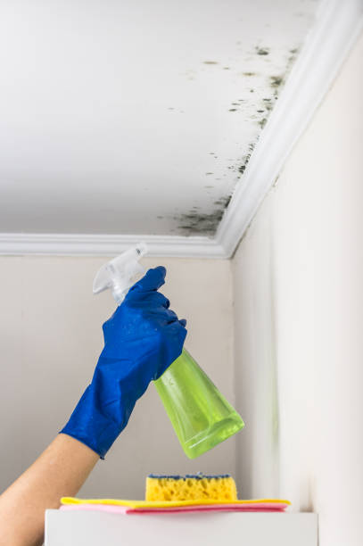Best Black Mold Remediation in Wyandotte, MI