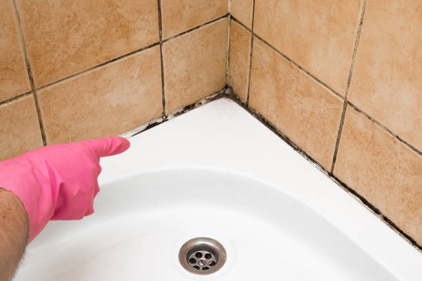 Best White Mold Remediation in Wyandotte, MI